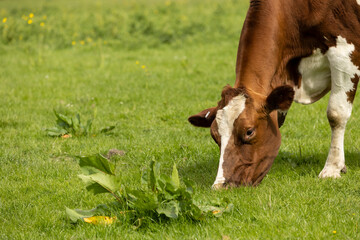 portrait head shot  of brown and white cow grazing on fresh summer green grass