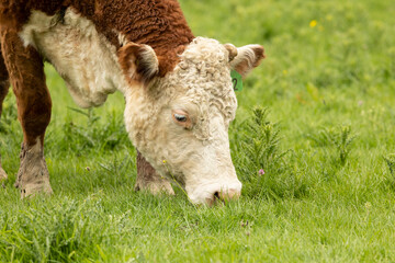 portrait head shot  of brown and white cow grazing on fresh summer green grass