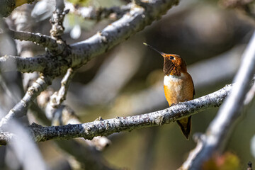 Rufous Hummingbird (Selasphorus rufus) Perching on a Cherry Branch