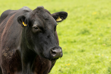 portrait of a black cow facing forward looking at the camera