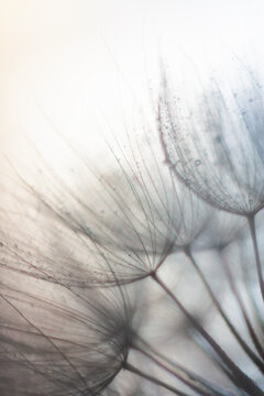 Macro photo of dandelion seeds, defocused. Floral, nature, abstract background in neutral color. Copy space. Vertical orientation.