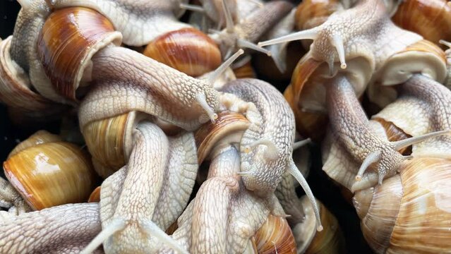 Many snails crawl for food on snail farm. 4K slow motion video clip