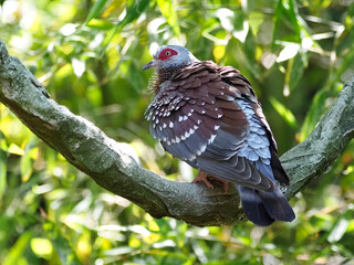 Closeup speckled pigeon (Columba guinea), or African rock pigeon perched on branch and seen from behind 