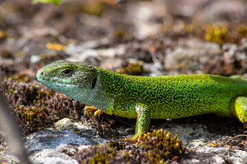 Green lizard, Lacerta viridis, is a species of lizard of the genus Green lizards. Lizard on the stone