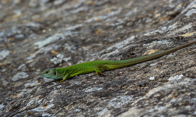 Green lizard, Lacerta viridis, is a species of lizard of the genus Green lizards. Lizard on the stone