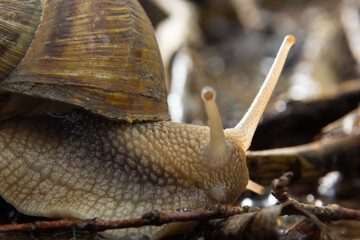 Burgundy snail, Helix, Roman snail, edible snail, escargot, on the surface of old stump with moss in a natural environment. Green moss and mold growing on the old tree trunk.