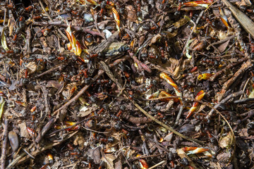 Formica rufa, also known as the red wood ant in spring