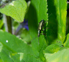 Big golden-green beetle Spanish Fly, cantharis lytta vesicatoria. The source of the terpenoid cantharidin, a toxic blistering agent once used as an aphrodisiac