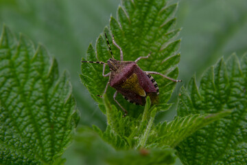 Close up of the sloe bug or Hairy shieldbug, Dolycoris baccarum, in the garden on a green leaf