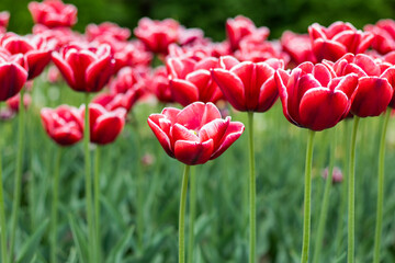 Fototapeta premium Multi colored tulips in a garden. The flowers have combination of natural colors and green leaves. Many Tulips have shades of more then one color. This was clicked during festival. High quality photo