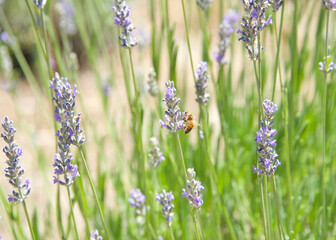 One honey bee collecting pollen from lavender flowers, close up