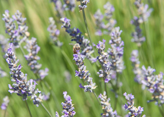 One honey bee collecting pollen from lavender flowers, close up frontal view.