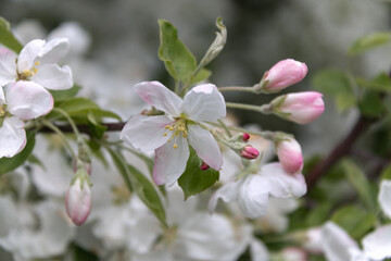 Fototapeta na wymiar White and pink apple tree flowers with green leaves on a branch. Close-up.