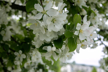 White flowers of an apple tree with green leaves on a branch. Close-up.