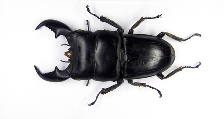 Beetle, isolated on white, Real giant stag beetle, black color, Dorcus titanus, Indonesia, huge...