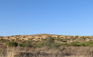 Fototapeta premium Arid Kgalagadi landscape, South Africa
