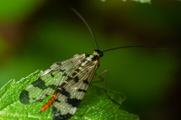 Panorpa communis is the common scorpionfly a species of scorpionfly. Its are useful insects that eat plant pests
