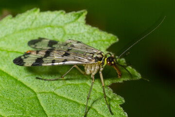 Fototapeta na wymiar Panorpa communis is the common scorpionfly a species of scorpionfly. Its are useful insects that eat plant pests