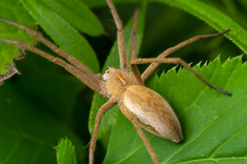 Adult Male Running Crab Spider of the Family Philodromidae