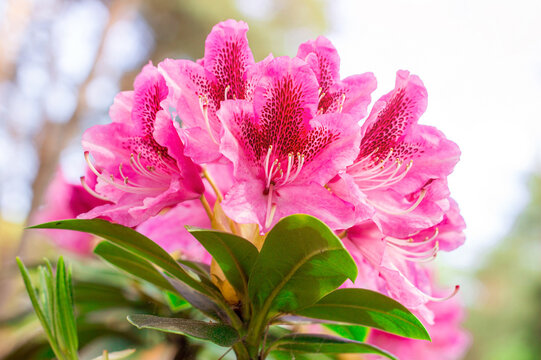 Bright pink Rhododendron hybridum Cosmopolitan blossoming flowers with green leaves in the garden in spring.
