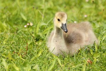 Canada Goose gosling - branta canadensis - resting on grass with its legs tucked under its body