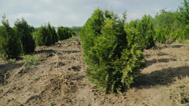 Rows of spruce, thuja, thuya bushes on tree nursery farm. Little coniferous tree seedlings for sale. Decorative plants farm. Gimbal side track shot