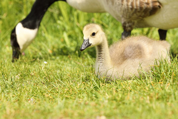 Cute canadian gosling baby resting in the grass near mother outdoors