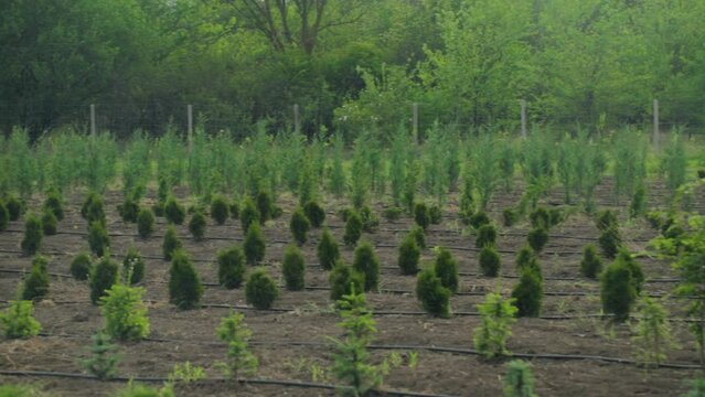 Rows of spruce, thuja, thuya bushes, firs on tree nursery farm. Little coniferous tree seedlings for sale. Decorative plants farm. Gimbal pan shot