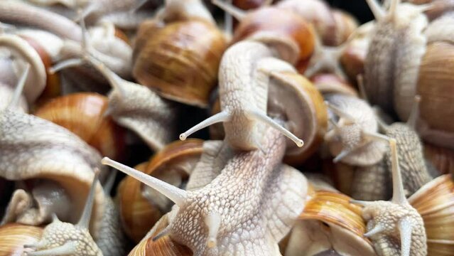 Many snails crawl for food on snail farm. 4K slow motion video clip