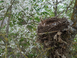 Bird eggs in the nest in the spring. Nest on a branch of a blossom tree in the city park.