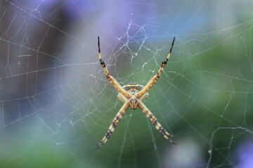 Aranha-de-prata