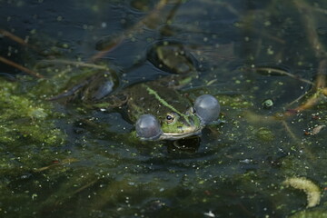 Wasserfrosch oder Teichfrosch in freier Natur