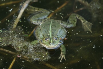 Wasserfrosch oder Teichfrosch in freier Natur