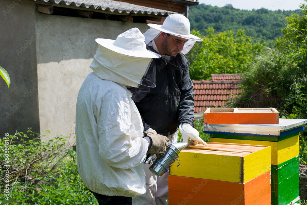 Wall mural Two beekeepers in protective clothes check the bees and beehive frames on a sunny spring day in an apiary. Beekeeping concept