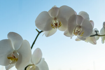 Obraz premium White orchid flowers on light blue background, close up. Amazing phalaenopsis orchid for poster, calendar, post, screensaver, wallpaper, card, banner, cover, website, copy space for your design or