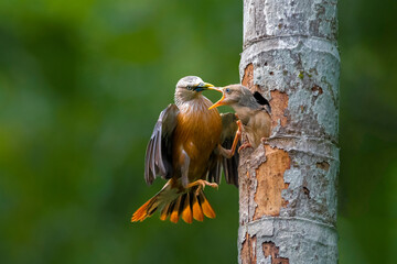 Chestnut-tailed starling mother and her chick 