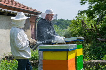 Two beekeepers open the hive to inspect the bees. One beekeeper holds a smoker to calm the bees in an apiary. Beekeeping concept