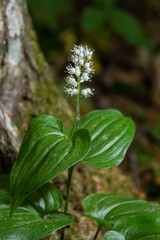 Snakeberry flwer. Scientific name Maianthemum dilatatum. In the spring forest, in the natural environment
