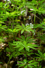 Galium odoratum, sweetscented bedstraw, is a flowering perennial plant in the family Rubiaceae