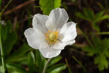 Fading white flower of snowdrop anemone, Anemone sylvestris, in the middle of steles, closeup with selective focus