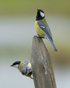 Talgoxe,  great tit (Parus major).