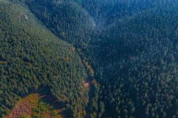 Top down view of the lush coniferous forest in a daylight. 