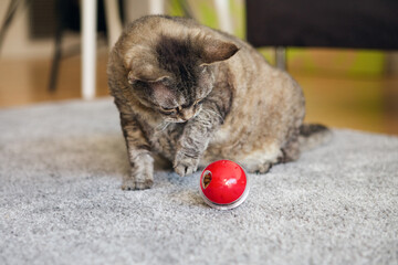 Adult Devon Rex cat playing at home with special ball dispenser with kibble inside that slowly drops out when cat pushes it. Playful kitty having fun with slow feeder toy full of food inside.