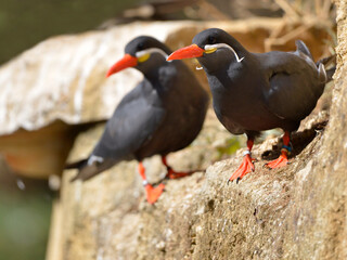 Closeup of Inca terns (Larosterna inca) on rock