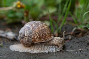 snail on a leaf