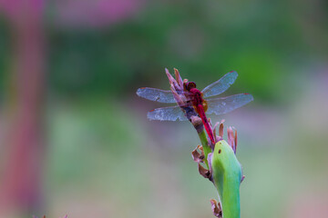 Dragonfly resting on the stalk in natures green background