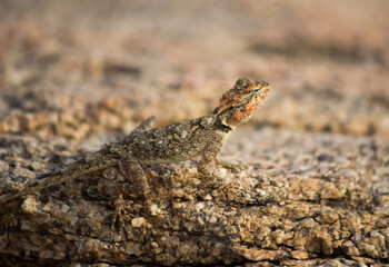 Rock Agama lizard in its natural environment