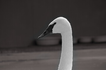 Portrait of the beautiful Swan in pond
