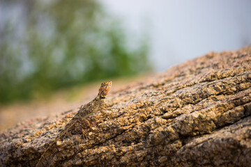 Rock Agama lizard in its natural environment