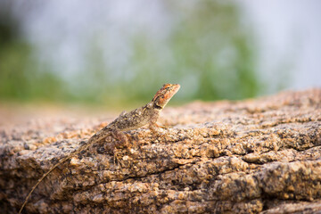 Rock Agama lizard in its natural environment